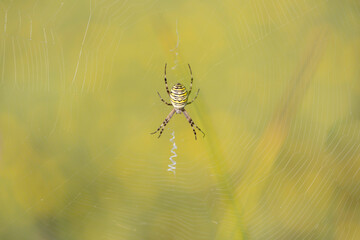 Orb-weaver Argiope bruennichi and its spider web in close view