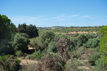 Bosque mediterráneo