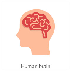 human brain