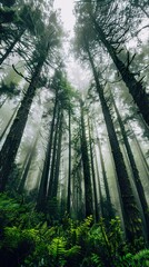 Naklejka premium Enchanted Forest: Tall Trees & Foggy Mist