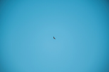 birds in flight