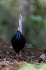 The rare and endemic Bulwer's pheasant (Lophura bulweri) captured in its natural Bornean rainforest...