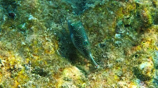 Pearl Toby fish (Canthigaster margaritata). It belongs to the family Tetraodontidae, inhabits shallow parts of coral reefs, swims slowly and partially inflating its body, Red Sea, Aqaba gulf