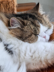 cat sleeping on the bed