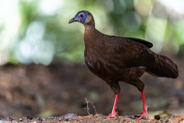 The rare and endemic Female Bulwer's pheasant (Lophura bulweri) captured in its natural Bornean rainforest habitat.
