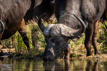 The African buffalo, Syncerus caffer, is a formidable herbivore native to the diverse landscapes of...