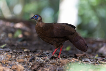 The rare and endemic Female Bulwer's pheasant (Lophura bulweri) captured in its natural Bornean rainforest habitat.