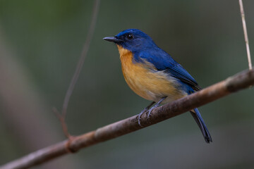 Nature wildlife image of Dayak blue bird Endemic of Borneo bird on deep jungle forest in Sabah, Borneo