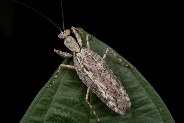 Amazing and unique wildlife katydid found on deep jungle forest in Sabah, Borneo