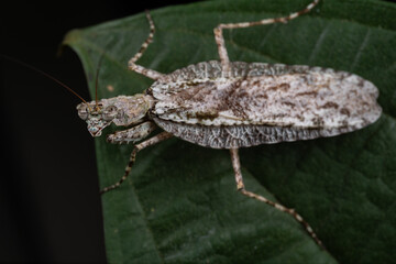Amazing and unique wildlife katydid found on deep jungle forest in Sabah, Borneo