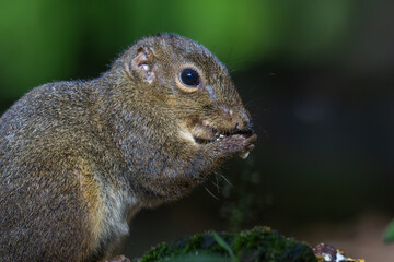 Nature wildlife image of Bornean Mountain Ground Squirrel on deep jungle forest.