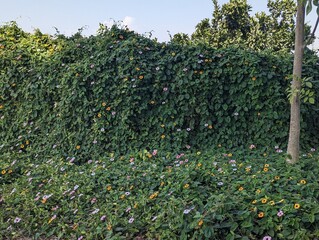 A climbing vine with bright yellow, pink, and purple flowers covers a wall, creating a stunning display of color. Vibrant wall of colorful flowers. Lush green wall covered in colorful blooms