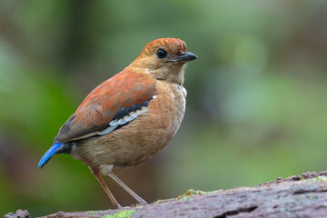 A stunning blue-headed pitta (Pitta baudii) perches gracefully amidst lush green foliage. This rare and vibrant bird, native to the rainforests of Borneo