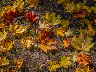 Beautiful yellow maple leaves lying on the ground after falling from the tree.