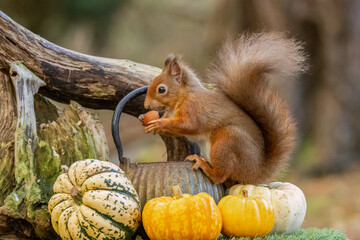 Close up of a cute scottish red squirrel with pumpkins in October in an autumnal scene