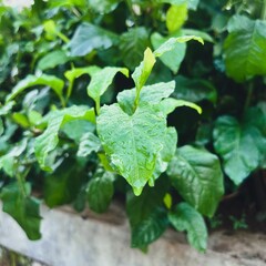 green leaves in the garden with drops of dew in the refreshing morning