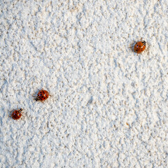 In recent years, a ladybug that does not belong in our environment has been spreading across Europe.