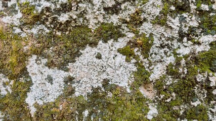 stone background covered with green moss next to the house