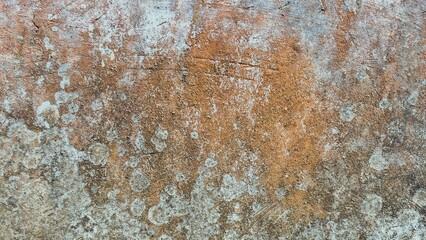 The background is a cement wall that has been scratched by wet soil