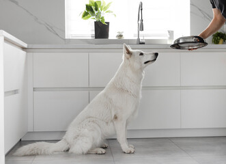 Young Man Feeding His Dog. White Swiss Shepherd dog eating dry food from a metal bowl in a modern white kitchen. Food delivery for domestic animals. Pet shop. Animal feed. Correct nutrition for dogs