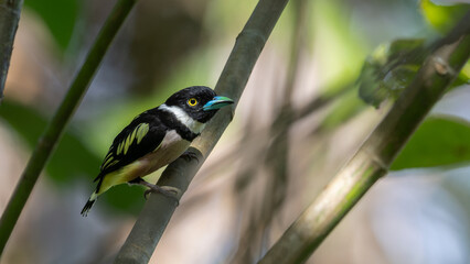 Cute bird of Black-and-yellow broadbill perching on tree branch