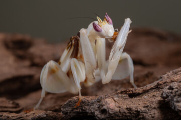 Beautiful Pink Orchid mantis on flower with isolated background