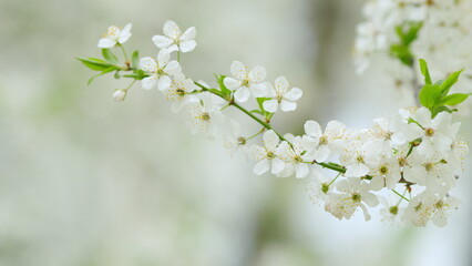 Obraz premium White plum tree flowers. White flowers sway in the wind. Slow motion.