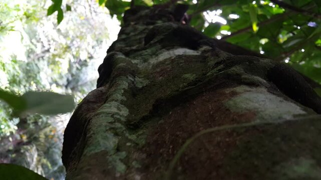 Gnetum gnemon tree texture. 4K Footage Shot in the Jungle.