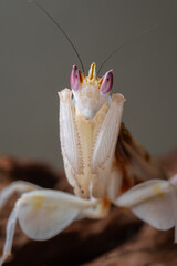 Beautiful Pink Orchid mantis on flower with isolated background