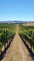 Beautiful Vineyard Landscape Under Clear Blue Sky