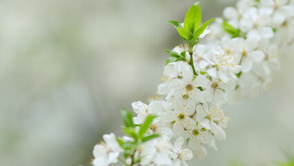 Cherry blossoms in spring. Branch of a flowering plum tree. Slow motion.