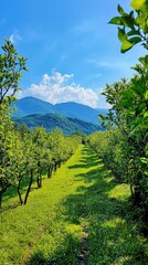 Fototapeta premium Serene Orchard Under Clear Blue Sky