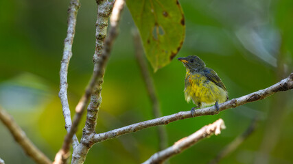 Obraz premium Nature wildlife image of Yellow-rumped flowerpecker (Prionochilus xanthopygius) endemic of Borneo