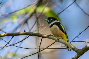 Obraz premium Cute bird of Black-and-yellow broadbill perching on tree branch