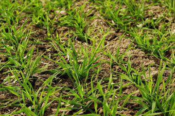 Germination of sprouts of winter rye on a prepared field.