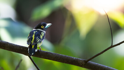 Cute bird of Black-and-yellow broadbill perching on tree branch