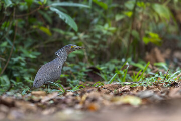Nature wildlife of Malayan night heron bird shot at Sabah, Malaysia