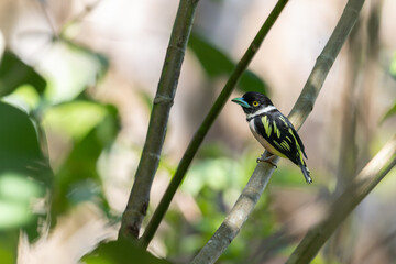 Cute bird of Black-and-yellow broadbill perching on tree branch
