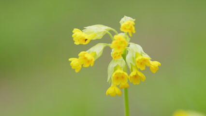 Obraz premium Flowering yellow cowslip primrose or primula veris. Bell-like blossoms. Species is native throughout most of temperate Europe. Close up.