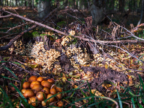 Psathyrella piluliformis is a species of agaric mushroom in the Psathyrellaceae family. It produces fruiting bodies with broadly convex caps with a diameter of 2&ndash;5 cm.