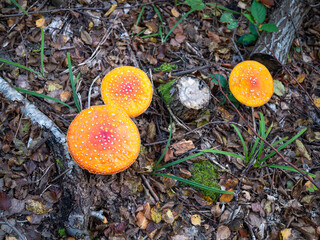 Red toadstool is one of the most beautiful mushrooms growing in forests.  Almost every child knows...