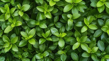 Soft green plant background with a close-up of natural textures, capturing the vibrancy of fresh foliage