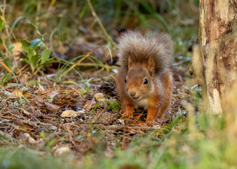 Curious little scottish red squirrel in the woodland