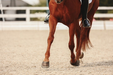 Obraz premium Horse hooves close-up . Details of equestrian sports