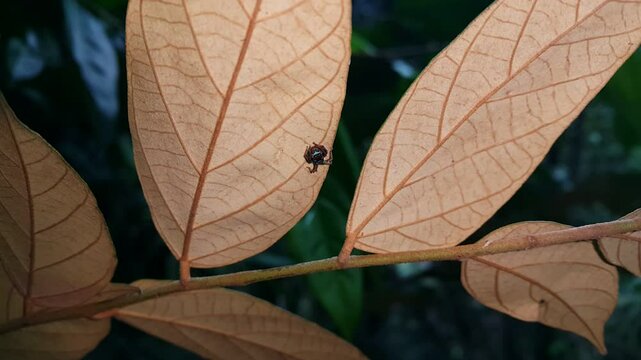 The jumping spider on the brown leaves. 4K Footage is targeted in mountain at night. ThiThis species occurs from ania bhamoensis, Elegant Golden Jumper, Chrysilla volupe, jumping spider, Genus Sidusa.