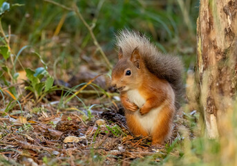 Curious little scottish red squirrel in the woodland