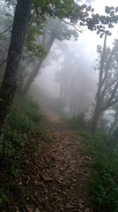 Obraz premium Misty Forest Path Shrouded in Fog