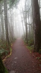 Fototapeta premium Misty Forest Path Shrouded in Fog