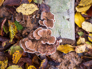 Grifola frondosa is a fungus from the fan family that usually grows at the base of oak trees