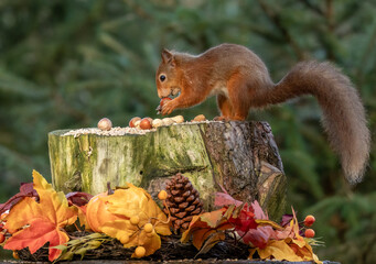 Close up of a cute little scottish red squirrel on a tree stump with nuts